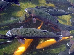 Table Rock Lake trout